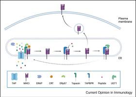 Get into the groove! The influence of TAPBPR on cargo selection