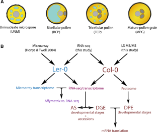 Regulatory dynamics of gene expression in the developing male gametophyte of Arabidopsis.