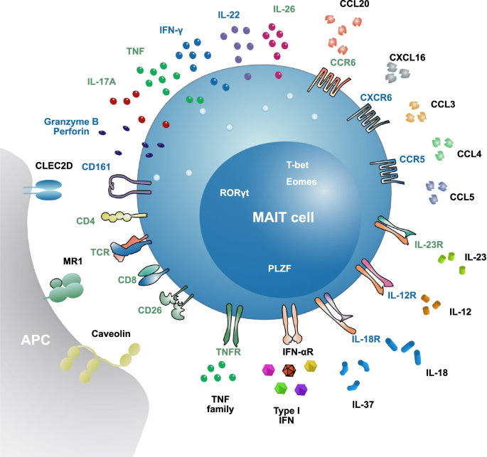 MAIT cells in liver inflammation and fibrosis