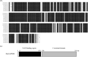 A nuclear-located glyceraldehyde-3-phosphate dehydrogenase affects salt stress response processes in Arabidopsis thaliana as a senescence component