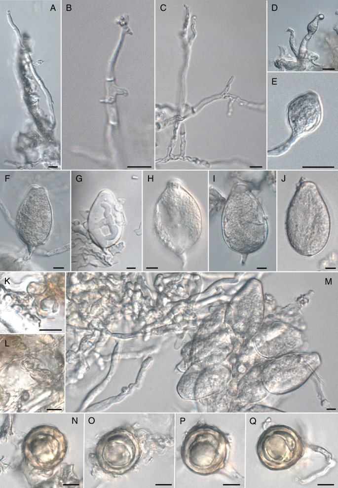 Multigene analyses with a broad sampling in Phytophthora and related genera provide evidence for the monophyly of downy mildews