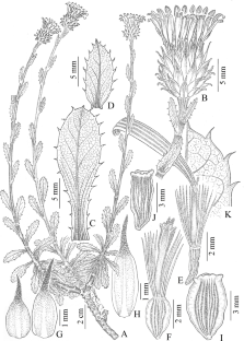 Grindelia peregrinensis (Asteraceae: Astereae), a new species from southern Buenos Aires Province, Argentina