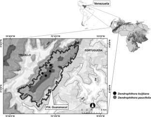 Dendrophthora kuijtiana (Santalaceae: Visceae), una nueva especie y adiciones para el género en Venezuela