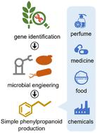 Simple phenylpropanoids: recent advances in biological activities, biosynthetic pathways, and microbial production†