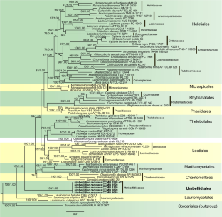 A multigene phylogeny of Umbellidion revealed a novel lineage in Leotiomycetes