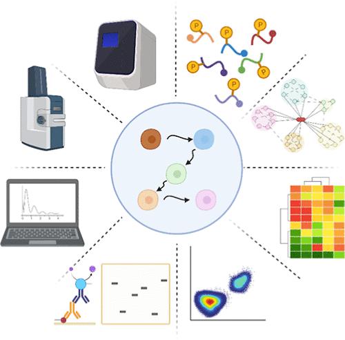 Combined Proteomic and Phosphoproteomic Characterization of the Molecular Regulators and Functional Modules During Pancreatic Progenitor Cell Development