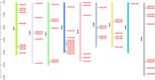 Identification and Evolutionary Analysis of the GOLDEN 2-LIKE Gene Family in Foxtail Millet