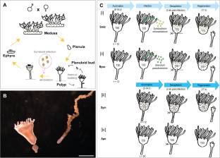 The influence of photosymbiosis in Cassiopea xamachana regenerative success