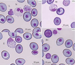 The Leukocytes Composition of the Peripheral Blood of the Plunderfish Pogonophryne sp. (Perciformes: Artedidraconidae) and Grey Rockcod Lepidonotothen squamifrons (Günther, 1880) (Perciformes: Nototheniidae) from the Ross Sea