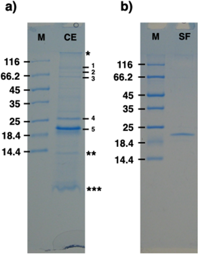 Isolation and characterization of a main porin from the outer membrane of Salinibacter ruber.