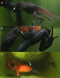 Mother strawberry poison frogs might supplement nutritive eggs with secretory provisioning