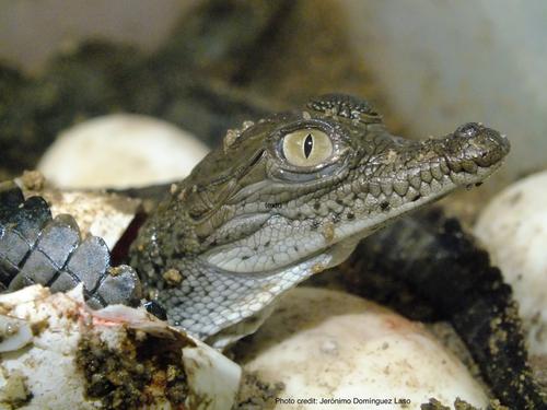 Genomic and environmental insights and conservation challenges for two hybridizing iconic crocodile species across Mexico: Crocodylus acutus and C. moreletii