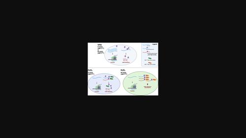 MKT1 alleles regulate stress responses through posttranscriptional modulation of Puf3 targets in budding yeast.