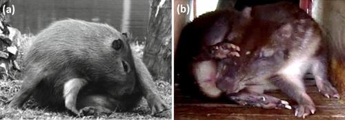 Behaviour indicative of coprophagy in zoo-managed porcupine (Hystrix indica)