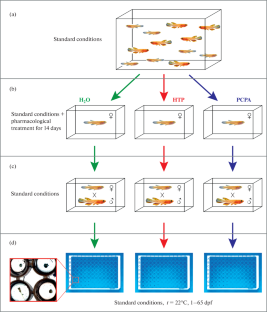 Experimental Increase and Decrease in Serotonin Level of Females Regulate the Developmental Trajectory of Their Offspring in Fish with Embryonic Diapause