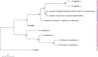 Rosa yangii (Rosaceae), a new species from China