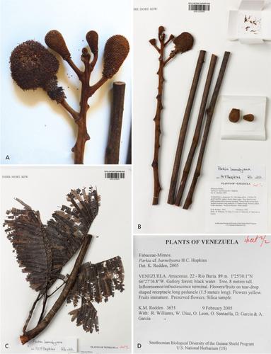 An updated description of Parkia barnebyana (Leguminosae: Caesalpinioideae, mimosoid clade) from Amazonian Venezuela and Brazil, and comparison with other species in sect. Parkia with erect capitula