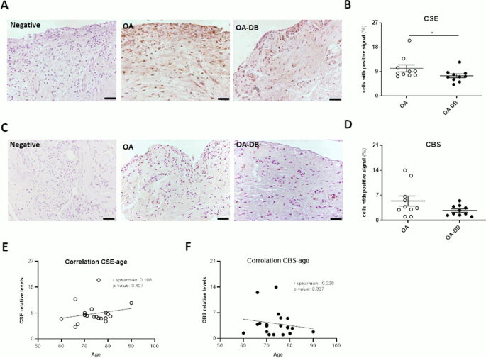 Study of hydrogen sulfide biosynthesis in synovial tissue from diabetes-associated osteoarthritis and its influence on macrophage phenotype and abundance.