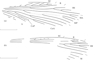 Changes in Composition of the Family Mesorthopteridae (Insecta, Eoblattida) in the Permian and Triassic