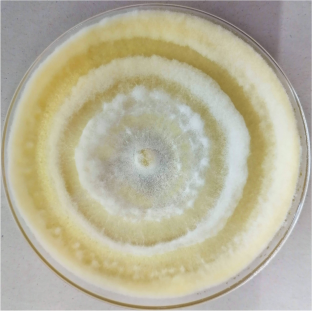 Characterization of mycelial growth, biomass production, and fruiting bioassays in Cordyceps mexicana