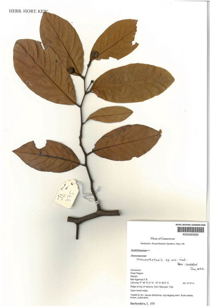 Discovery and conservation of Monanthotaxis bali (Annonaceae) a new Critically Endangered (possibly extinct) montane forest treelet from Bali Ngemba, North West Region, Cameroon