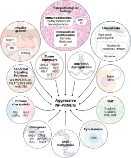Aggressive nonfunctioning pituitary neuroendocrine tumors.