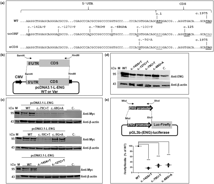 uAUG creating variants in the 5'UTR of ENG causing Hereditary Hemorrhagic Telangiectasia.