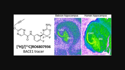 RO6807936 as a novel positron emission tomography (PET) radiotracer for in vitro and in vivo visualization and quantification of beta-site amyloid precursor protein cleaving enzyme (BACE1) in the rodent and baboon brain