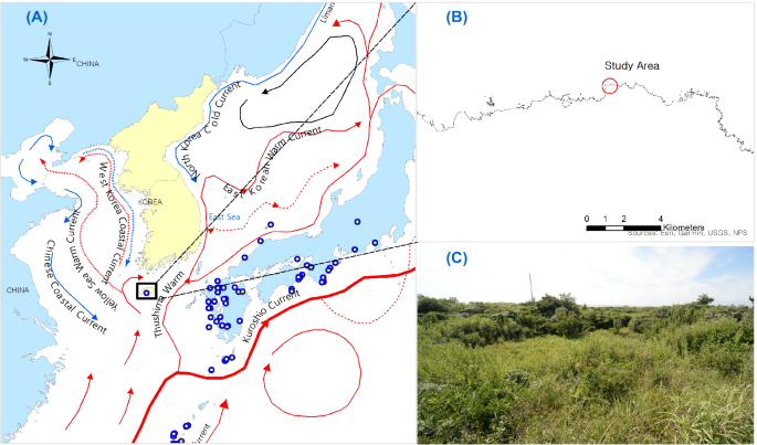 An in-depth characterization of the Habitat of Thelypteris interrupta in South Korea