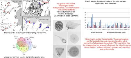 Silica-scaled heterotrophic protists: Rotosphaerida, Thaumatomonadida and Centroplasthelida in Arctic waters of Russia