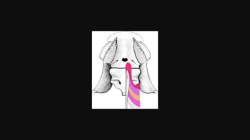 Reconstructing the subcephalic musculature in Pucapampella and Ichthyostega