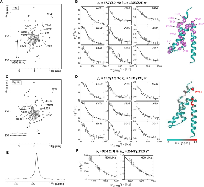 Assessing the applicability of 19F labeled tryptophan residues to quantify protein dynamics