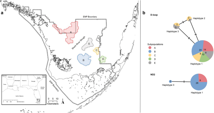 Genetic analysis of federally endangered Cape Sable seaside sparrow subpopulations in the Greater Everglades, USA