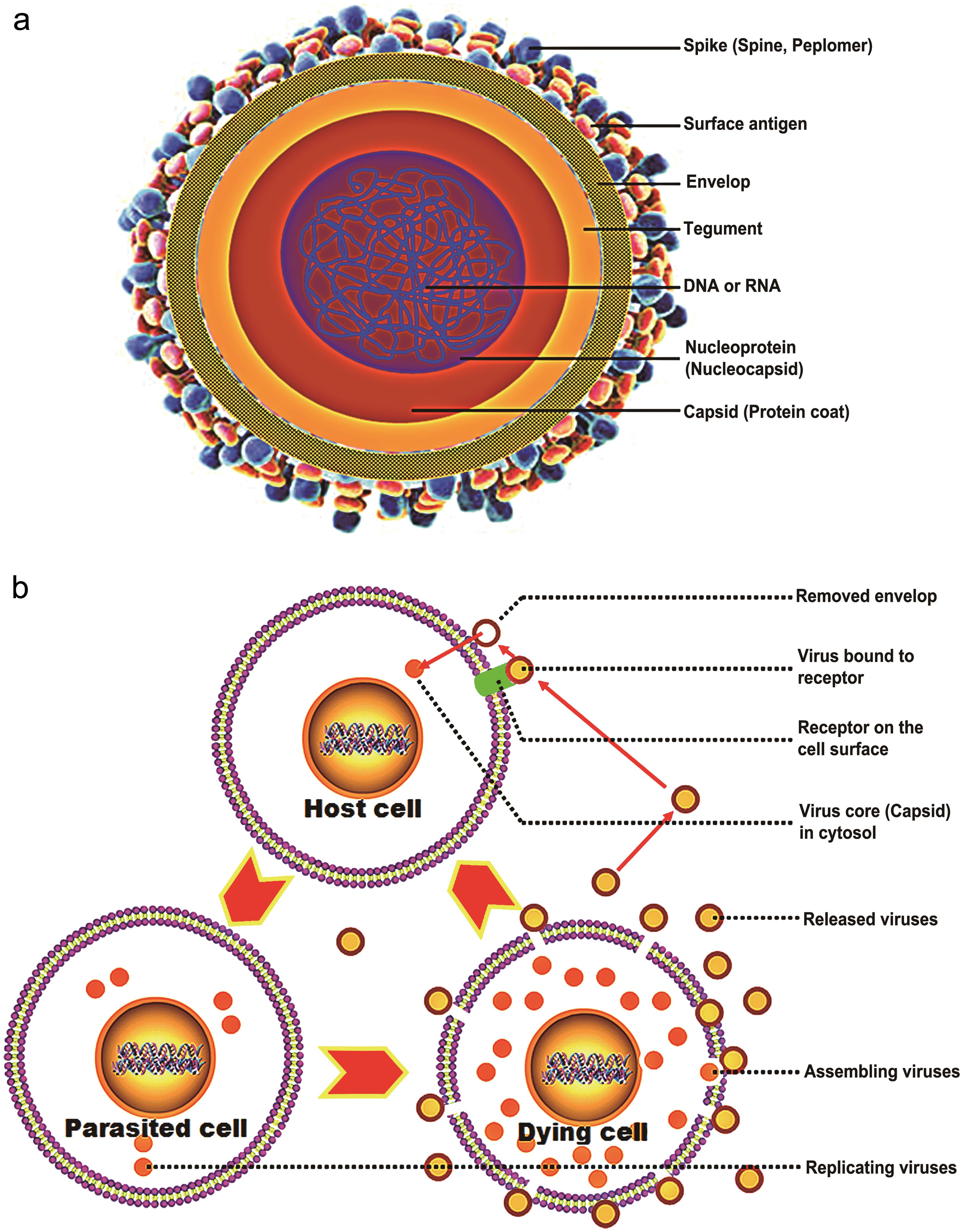 Three Immunity Statuses against Viral Infections in Human