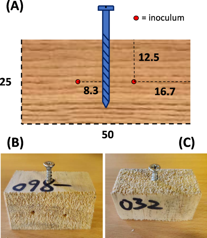 Effect of wetting and fungal degradation on the withdrawal capacity of stainless-steel screws in radiata pine