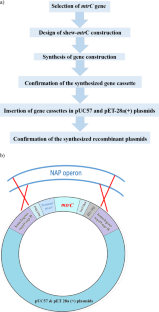 Optimizing the Metal Bioreduction Process in Recombinant Shewanella azerbaijanica Bacteria: A Novel Approach via mtrC Gene Cloning and Nitrate-Reducing Pathway Destruction.