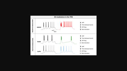 Gating small conductance calcium-activated potassium channels in the thalamic reticular nucleus.