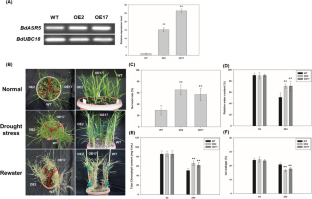 BdASR5 Positively Regulates Drought Tolerance by Mediating ABA Signaling Pathway in Brachypodium distachyon