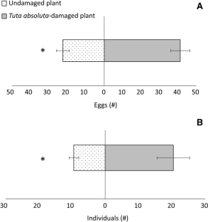 Better Together: Volatile-Mediated Intraguild Effects on the Preference of Tuta absoluta and Trialeurodes vaporariorum for Tomato Plants.