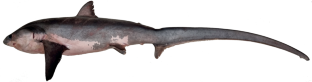 Alopiidae: A New Record of the Thresher Shark Family for the Fauna of Russia