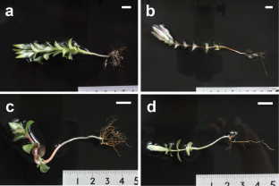 Impact of mycoheterotrophy on the growth of Gentiana zollingeri (Gentianaceae), as suggested by size variation, morphology, and <sup>13</sup>C abundance of flowering shoots.