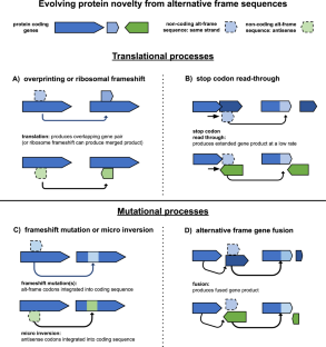 Alternative Reading Frames are an Underappreciated Source of Protein Sequence Novelty.