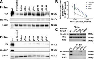 Gene augmentation for autosomal dominant retinitis pigmentosa using rhodopsin genomic loci nanoparticles in the P23H+/− knock-in murine model