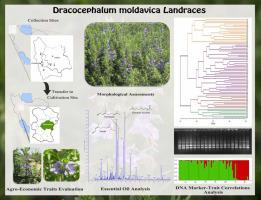 Characterization of dragonhead (Dracocephalum moldavica L.) landraces: Genetic, chemotypic, and agro-morphologic perspectives