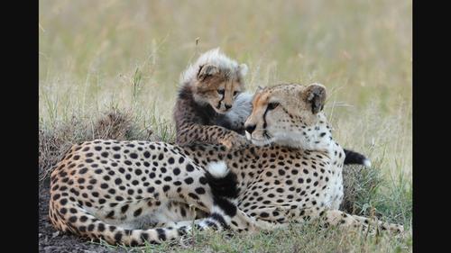 Acoustic features of long-distance calls of wild cheetahs (Acinonyx jubatus) are linked to the caller age from newborns to adults