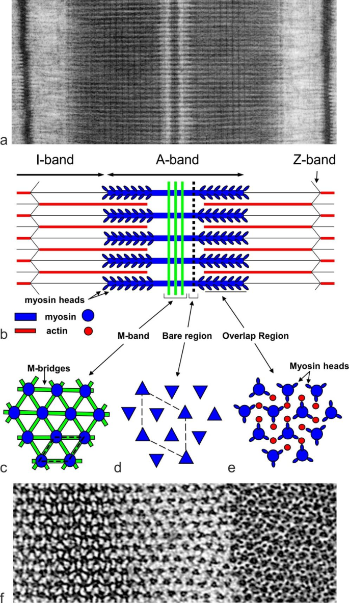 The vertebrate muscle superlattice: discovery, consequences, and link to geometric frustration.