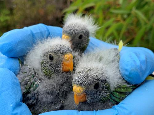 Carry-over effects of nestling physical condition predict first-year survival of a critically endangered migratory parrot