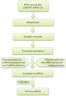 A Comprehensive Genome-Wide Analysis of lncRNA Expression Profile during Hepatic Carcinoma Cell Proliferation Promoted by Phospholipase Cγ2