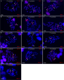 Karyotypes of water frogs from the Pelophylax esculentus complex: results of cross-species chromosomal painting.