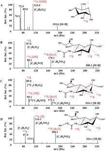 The generation of 5-N-glycolylneuraminic acid as a consequence of high levels of reactive oxygen species.